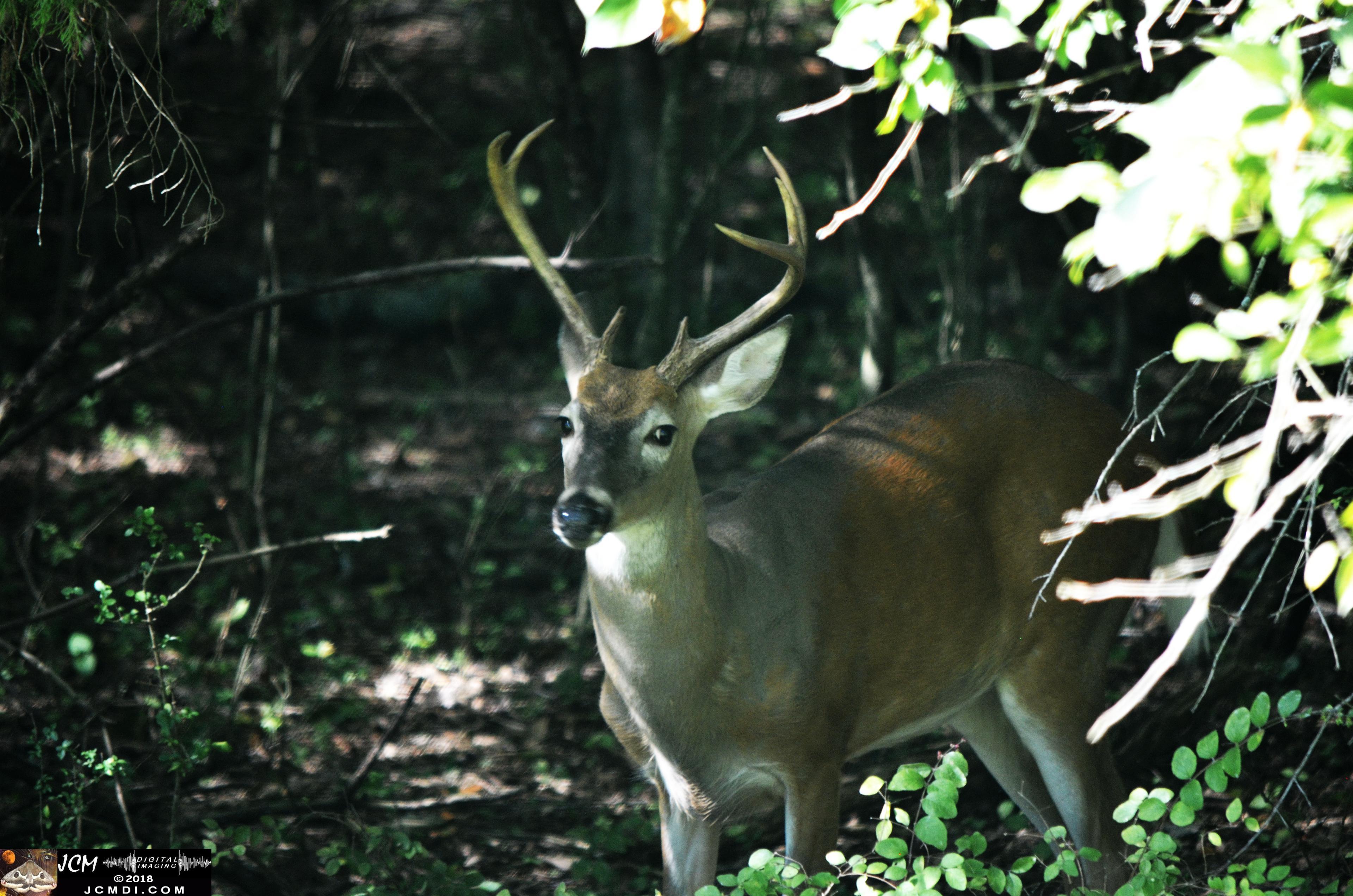 A Buck in the Woods at Old Hickory Lake TN